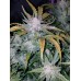 Mexican Airlines Auto - FastBuds